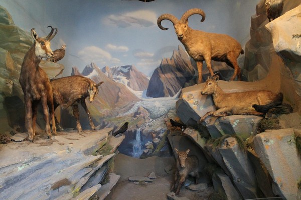 Выставка «Природа Северной Осетии»