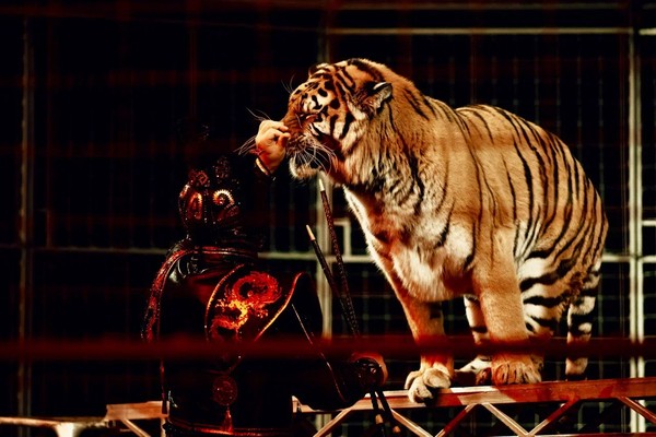 Шоу бенгальских тигров