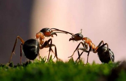 Тимур Чернов. О чем говорят муравьи