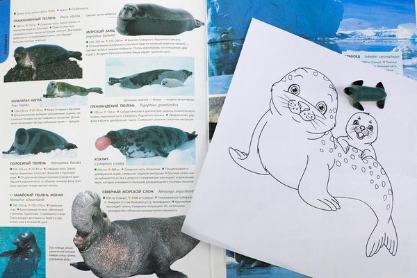 Занятие «День тюленя: Праздник морских друзей»