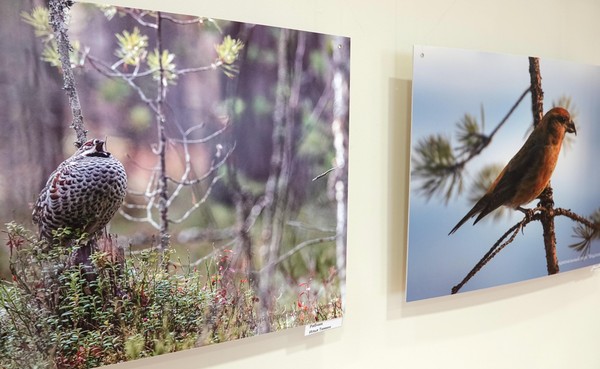 Акция «Зеленый март» с Водлозерским национальным парком