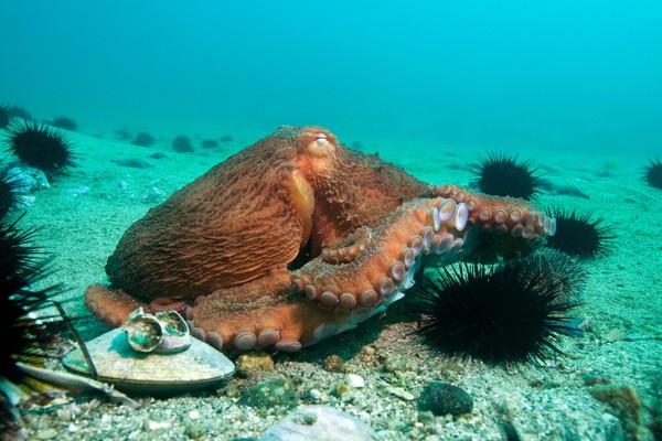 Выставка «Морские жители «Земли леопарда»