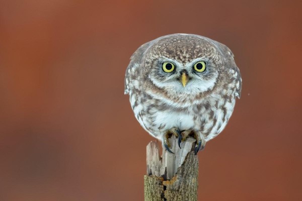 Выставка «Ангел неба»