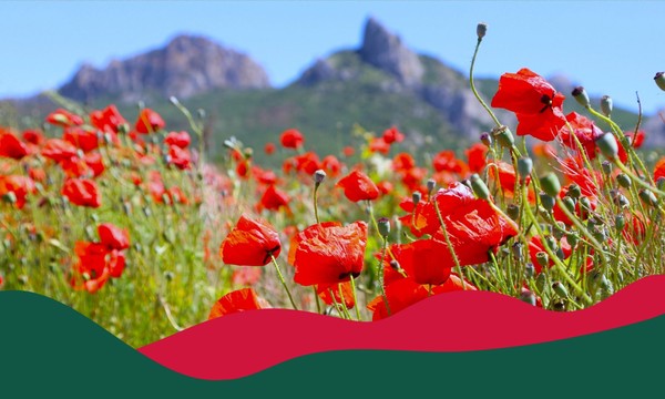 «Цветущий Крым под русским небом». Историческая хроника ко Дню воссоединения Крыма с Россией