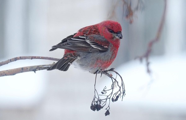 Весенние фенологические наблюдения в Рязанской области «Весна идет!»