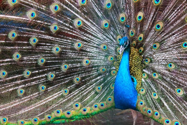 «Тематический день. Индийский павлин»