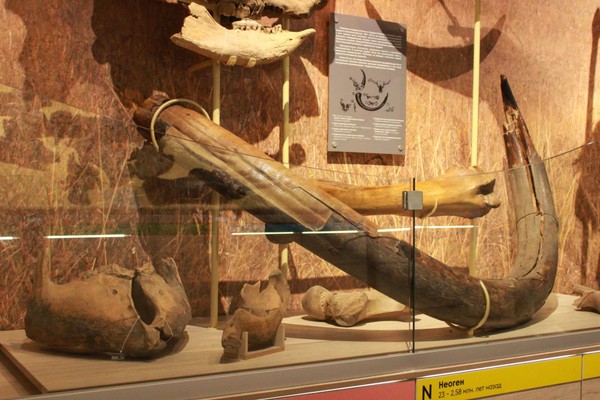 Экскурсия «Мамонты»