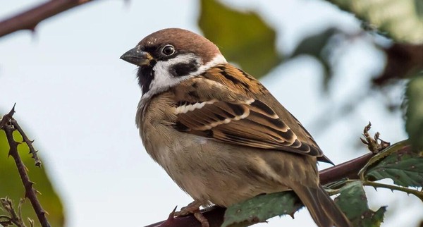 Экологический час «Мы воробьи. Мы с вами круглый год»