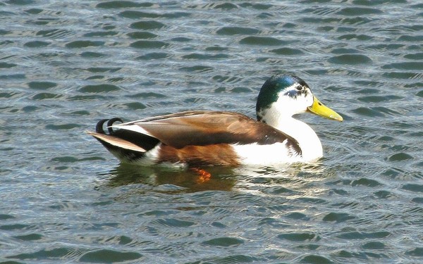 Тематическое занятие «Наши пернатые друзья»