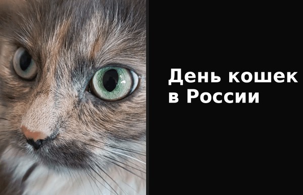 Познавательный час «Герои с лапками»