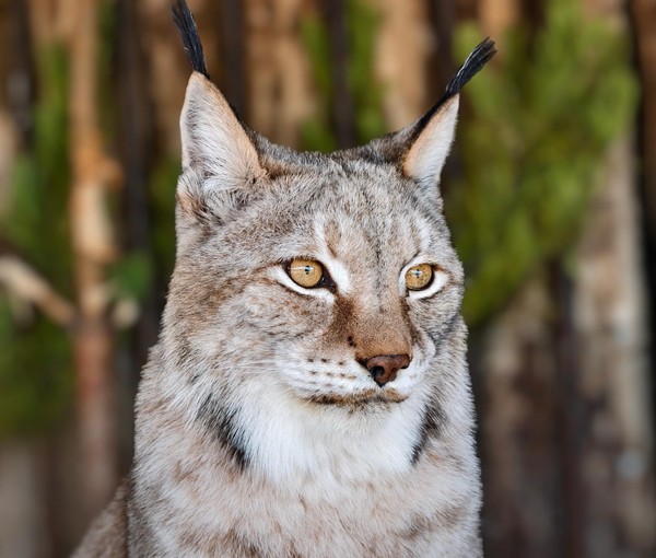 «День кошек в России»