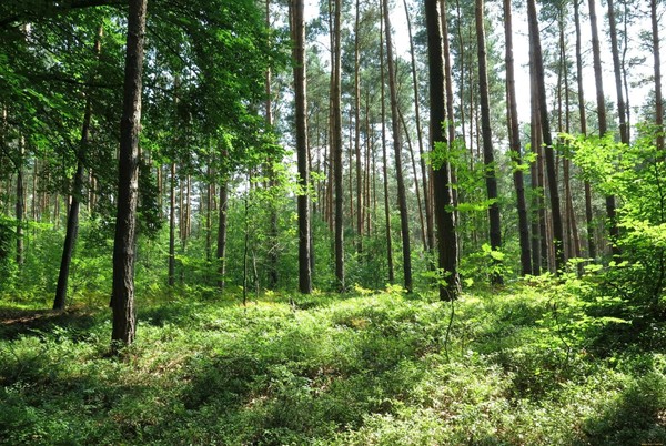 «Зеленое царство природы»