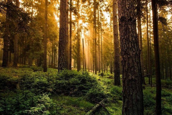 «Леса, которые вдохновляют»