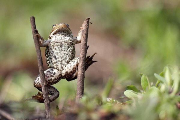 «День лягушки»