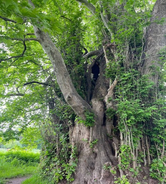 Из Дербента — в Самурский лес, где живёт необычная природа