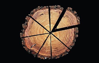 Вишнёвый сад