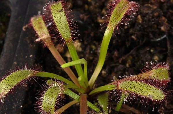 Экскурсия в отделе «Ботаника»