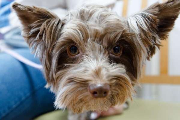 Хвостатые чтения и обнимашки с собаками