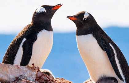 Николай Гернет. Антарктида, рай для пингвинов