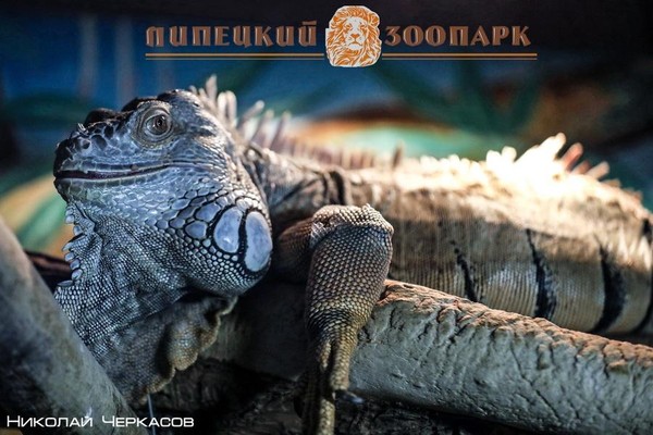 День леса, тропики