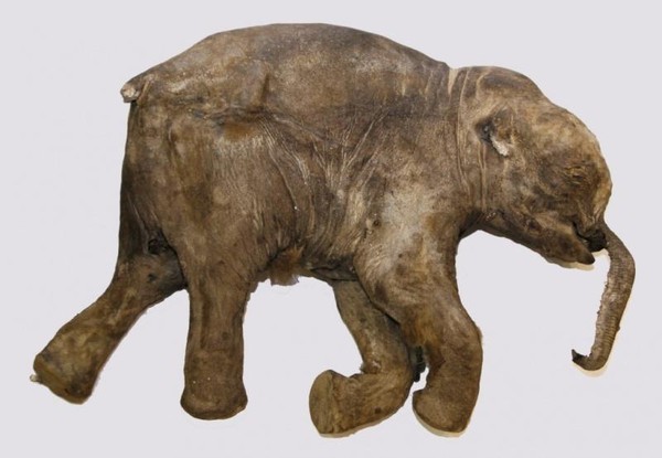 Экскурсия «40 000 лет и зим. Долгий сон мамонтенка Любы»