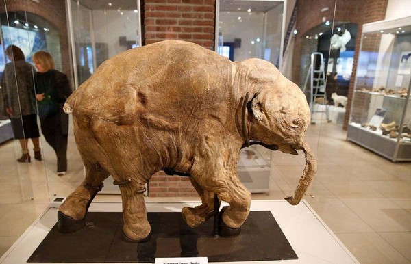 Выставка «40 000 лет и зим. Долгий сон мамонтенка Любы»