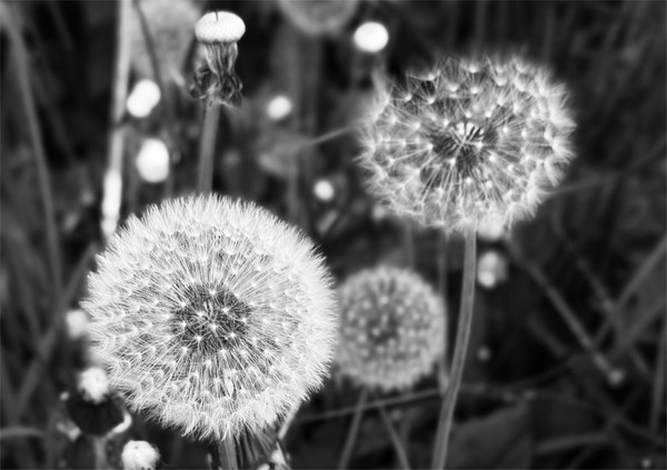 Персональная выставка фотографа Елены Гущиной «Предвестники лета»