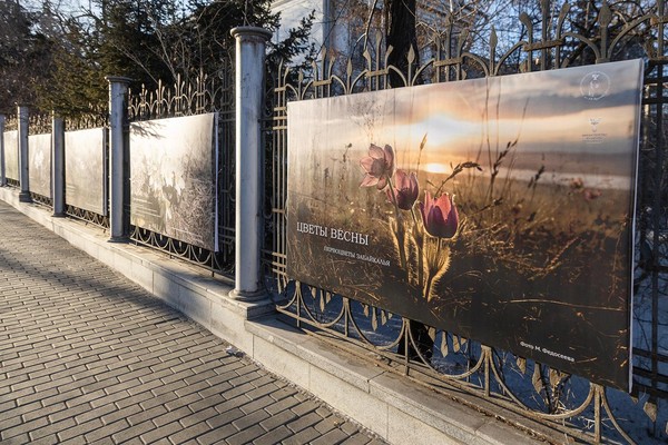 Фотовыставка «Цветы весны»