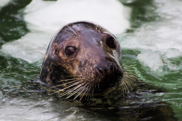 День тюленя