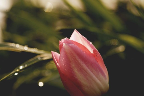 Концерт «Весеннее пробуждение»