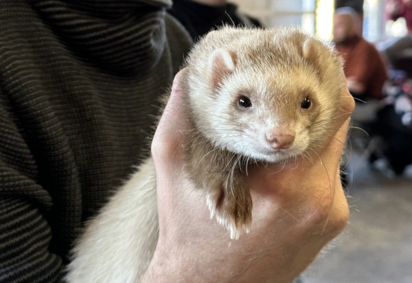 Хорьки и соболи