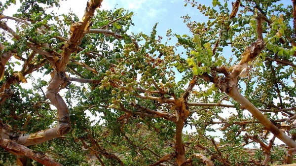 Арт-лекция Русского общества любителей ботанической иллюстрации