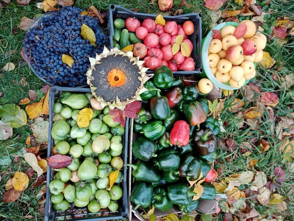 Клуб «Оптимист»: сорта овощных культур