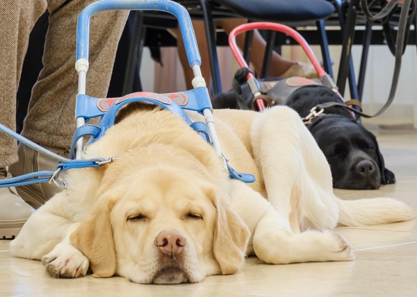 Иммерсивная встреча «Гид в мире незрячих»