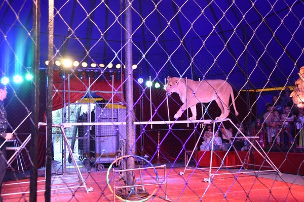 Цирк зверей