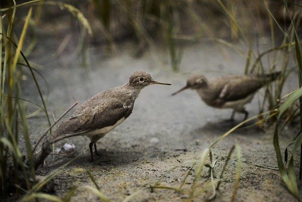 Интерактивная программа «Дни встреч перелетных птиц»