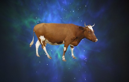 Чудо, или Как корова спасла театр