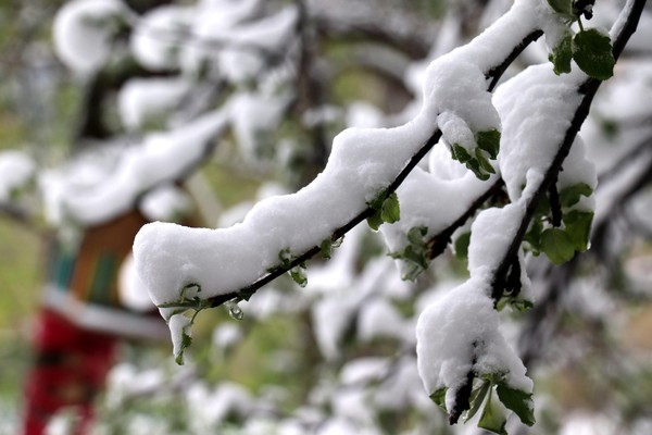 «Весенняя капель»