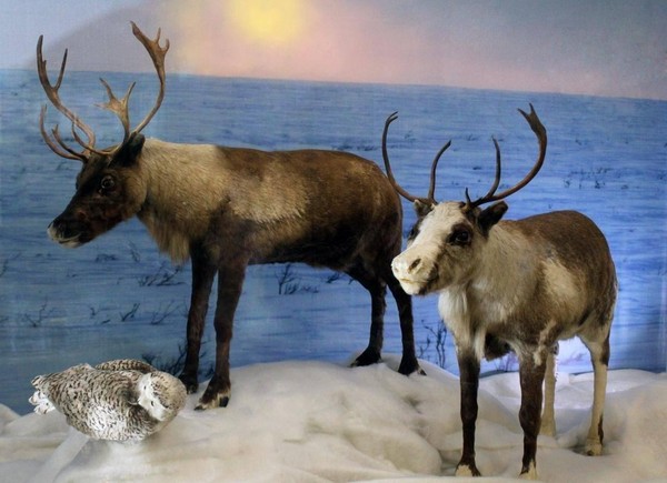 Экскурсия «Земля заповедная»