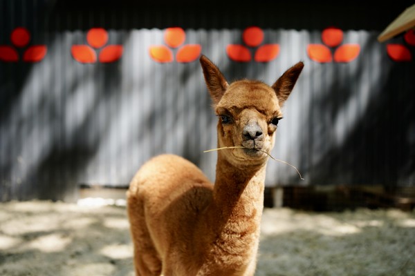 Бьюти-утро с альпаками в «Пача Мама»