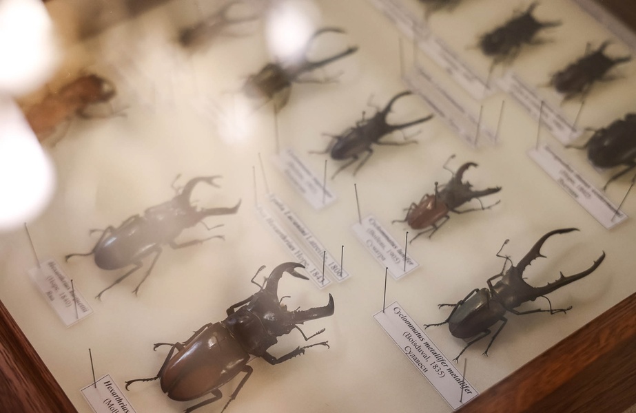 Дом-музей В.В. Набокова. Экскурсия со специалистом