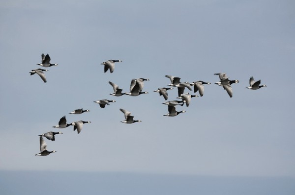 Птичьи истории у Лахтинского разлива
