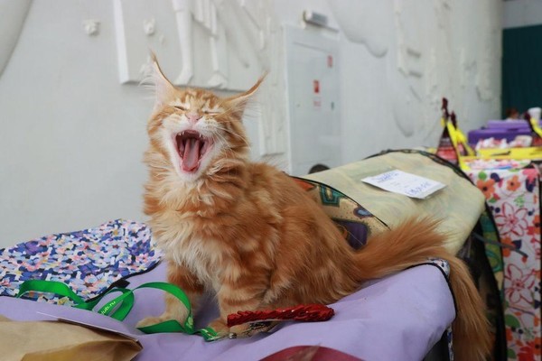 Международная выставка кошек