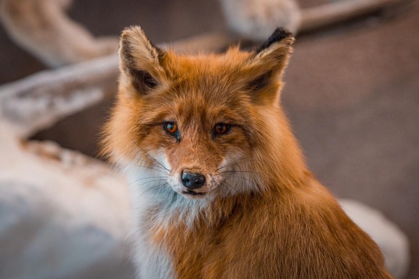 Мастер-класс «Северные животные поздравляют музей»