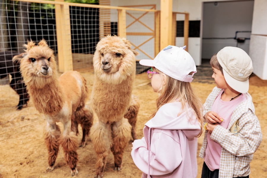 Бесплатное посещение «Альпака Парка» для детей