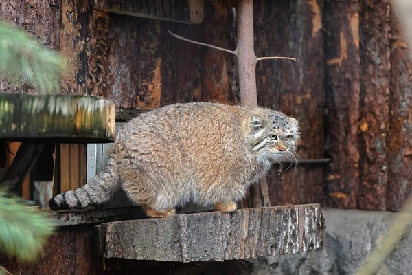 28 марта-3 апреля – Весенний фестиваль «Пробуждение жизни»