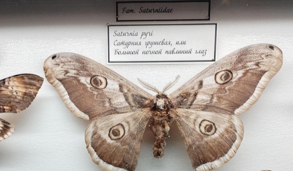 Экскурсия «Мемориальная энтомологическая коллекция музея-заповедника: многообразие насекомых»