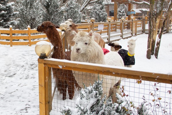 Альпака парк