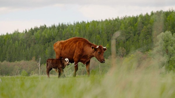 Кинопоказ «Снято в регионах. Фильмы ФПРК»