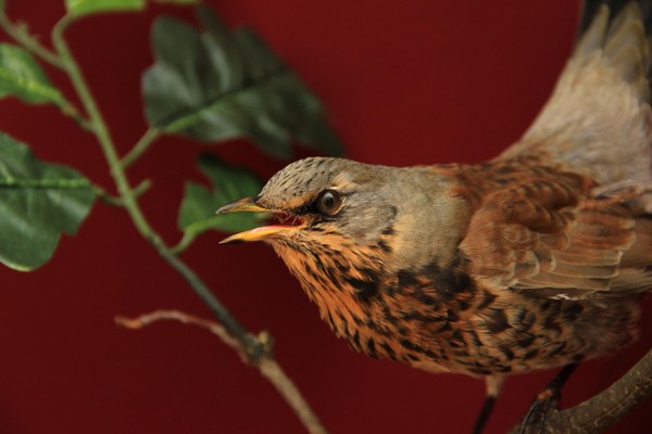 Интерактивное мероприятие «Симфония леса»